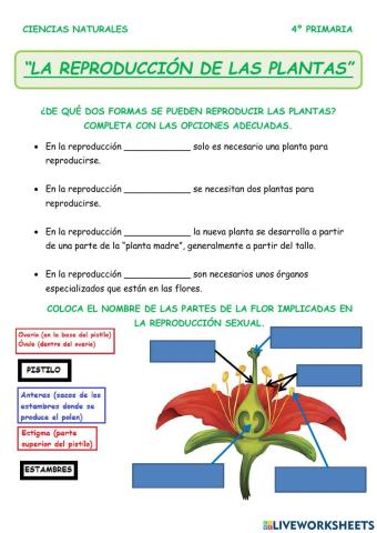 La reproducción de las plantas