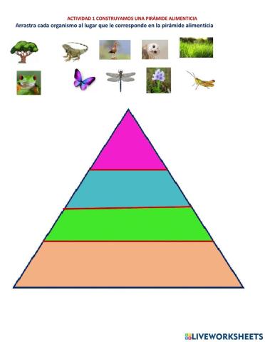 Piramide alimenticia