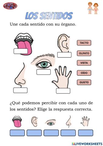 Los sentidos
