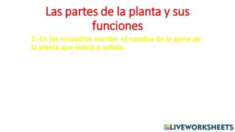 Las partes de la planta y sus funciones