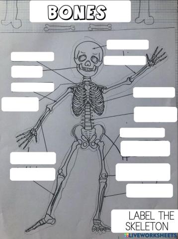 Label the skeleton
