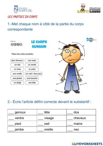 Les parties du corps