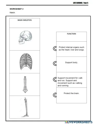 Human Skeletal System (2)