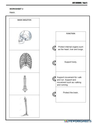 Human Skeletal System (2)