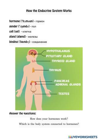 How the Endocrine System Works