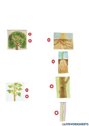 Αντιστοιχίζω τα μέρη του φυτού