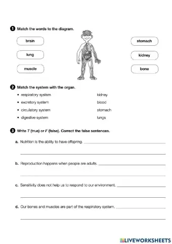 Review - the human body