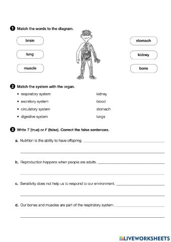 Review - the human body