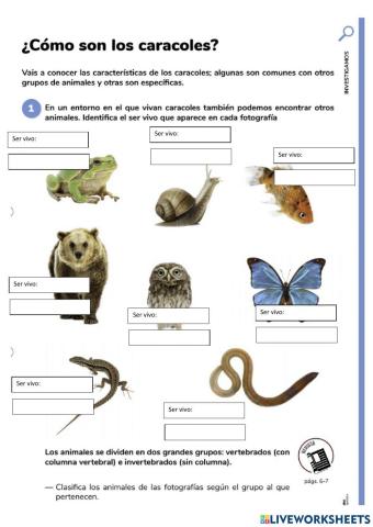 Vertebrados e invertebrados