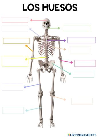 HUESOS Y ARTICULACIONES