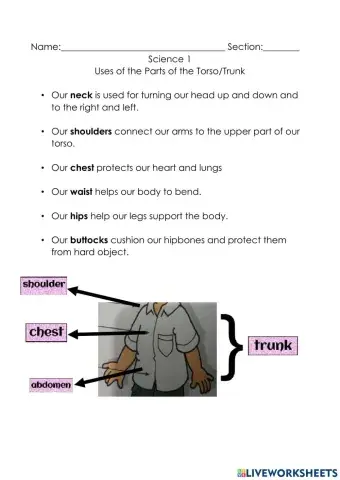 Uses of the Parts of the Torso-Trunk