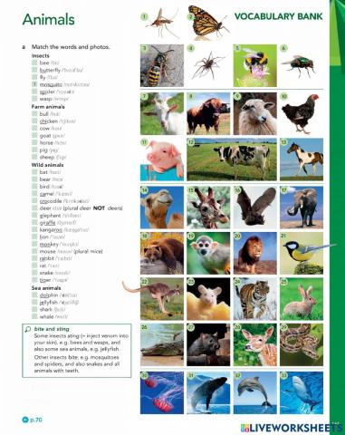 Animals Vocabulary