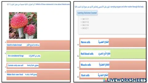 مراجعة عامة