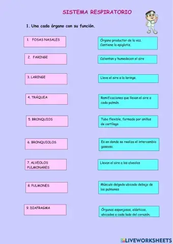 Sistema respiratorio