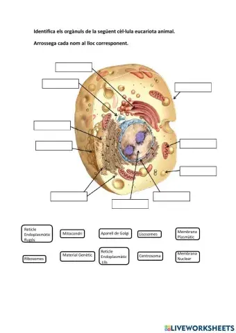 Orgànuls Cèl·lula Eucariota Animal