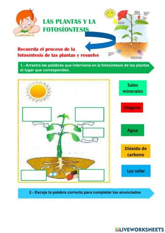 Las plantas y la fotosíntesis