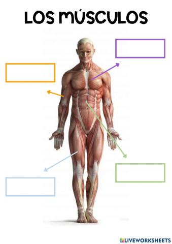 LOS MÚSCULOS