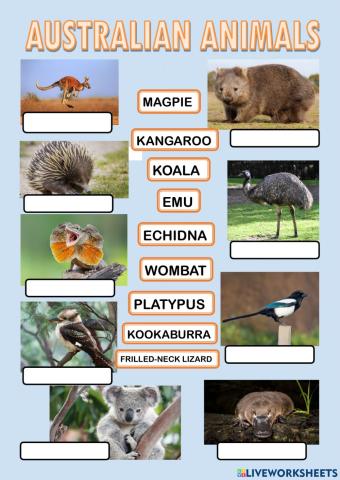 Australian animals