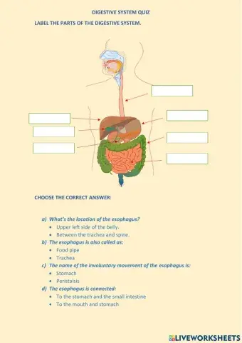 Digestive System