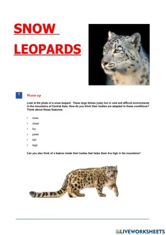 Snow leopards - c2
