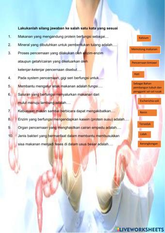 Sistem Pencernaan Makanan