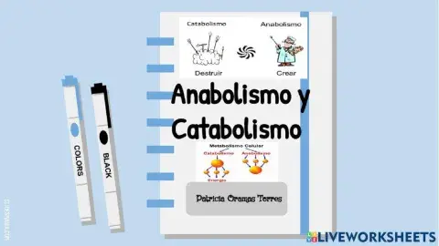 Metabolismo
