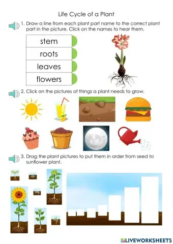 Life Cycle of a Plant