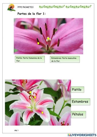 PArtes de la flor 1