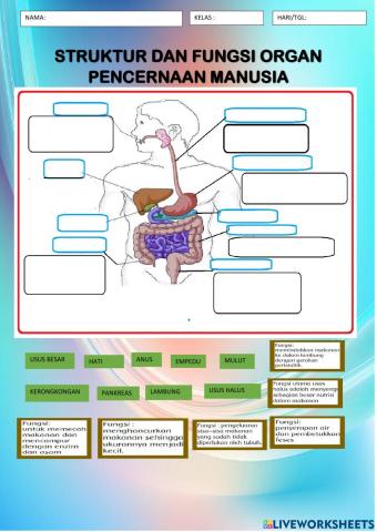 Fungsi dan organ pencernaan