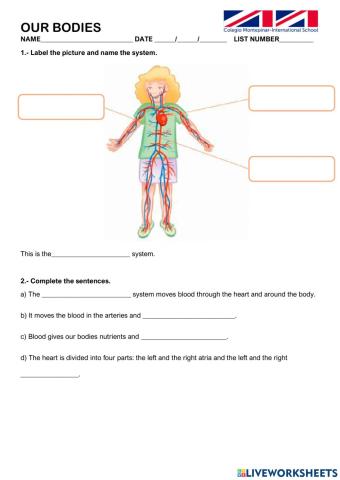 NATURAL SCIENCE TEST II - 3rd GRADE - BODY SYSTEMS