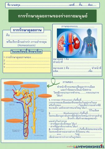 การรักษาดุลยภาพในร่างกายมนุษย์ 