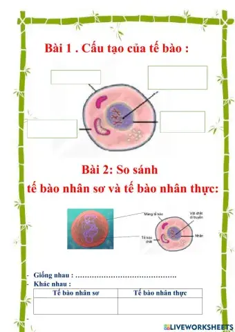 Khtn 6: ôn tập vê tế bào