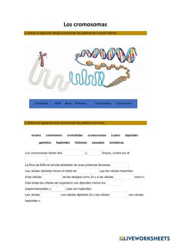 Los cromosomas