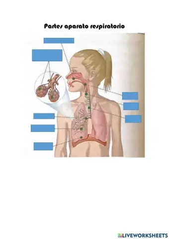 Partes del aparato respiratorio