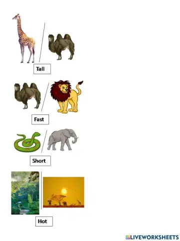 Comparative adjetives