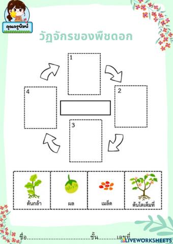 วัฏจักรของพืชดอก