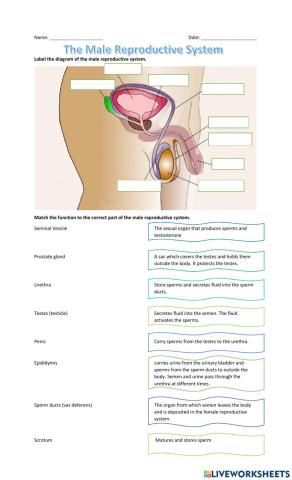 Male Reproductive System