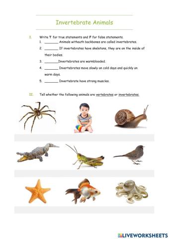 Invertebrate animals