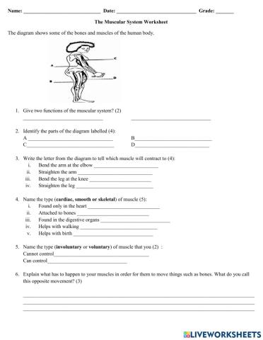 The Muscular System