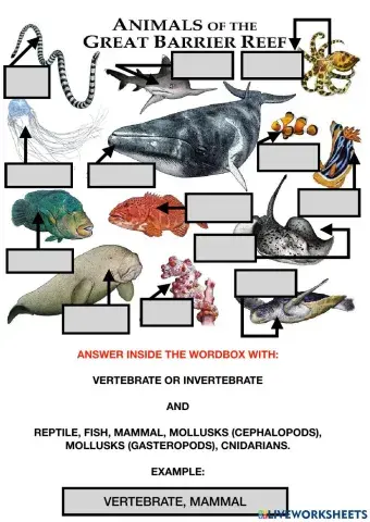 Animals in the great barrier reef