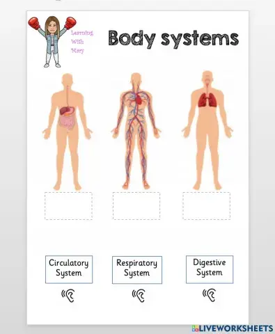Body systems easy