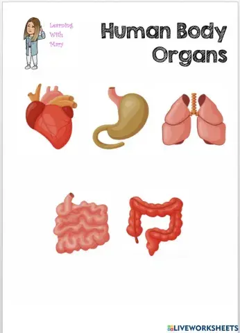 Human body organs