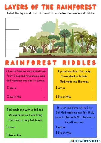 Layers of the Rainforest