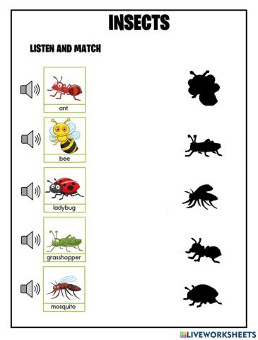 Insects