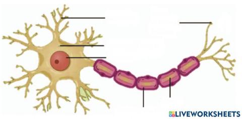 The neuron
