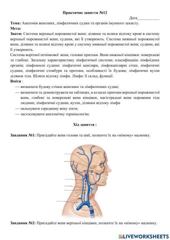 Анатомія венозної системи