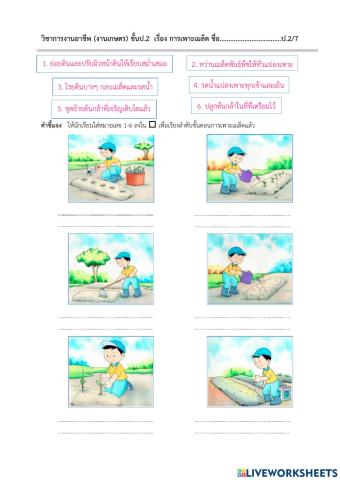การเพาะเมล็ด