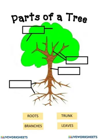 Parts of the tree