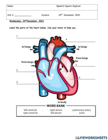 Parts of the Human Heart