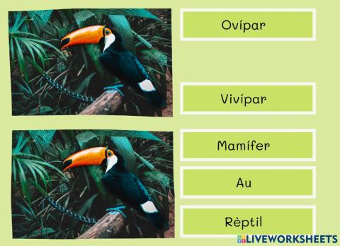 Classificació animal